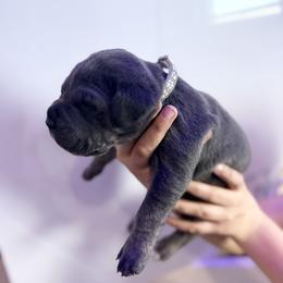 Gray - Gray male Cane Corso puppy in Sullivan, Missouri from Midwest Cane Corso in Action