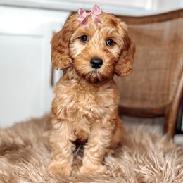 Payton - Red female Australian Labradoodle puppy in Decatur, Alabama from Southern Meadows Doodles