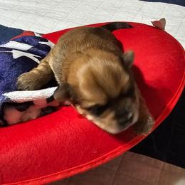 Miracle - Chocolate female Morkie puppy in Terrell, Texas from PBJ Farms