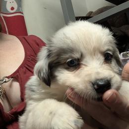 Australian Shepherd and Great Dane Puppies from AEW Farm