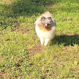 Larry - Blue merle male Pomeranian puppy in Angleton, Texas from Pomeranian Palace, LLC