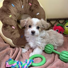 Gorgeous Blonde Parti Coloration Female - Parti female Yorkshire Terrier puppy in Benson, Arizona from Happy Tails Yorkies