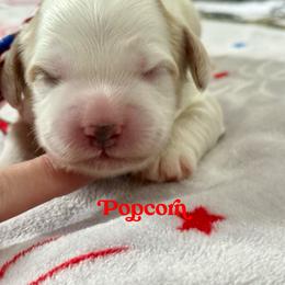 Popcorn - Caramel cream male Australian Labradoodle puppy in Calhoun, Louisiana from Arrowhead Australian Labradoodles
