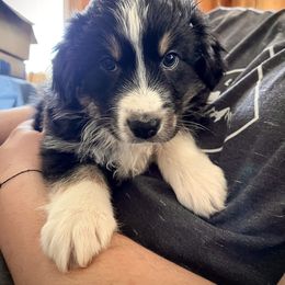 Australian Shepherd Puppies from Juno Homestead Aussies