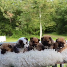 Icelandic Sheepdog puppies from Lukehaven Connecticut Icelandic Sheepdogs