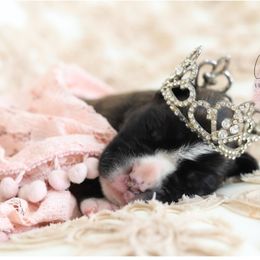 Boxer Puppies from Crescent City European Boxers