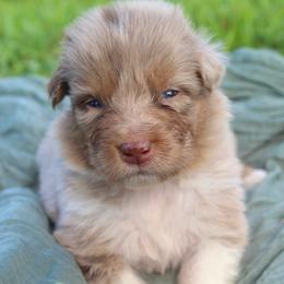 Poppy - Red merle female Australian Shepherd puppy in Star City, Arkansas from Blush & Lace Aussie Co.