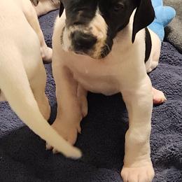 Piebald female - Black and white female Great Dane puppy in Gig Harbor, Washington from Lakaya Danes