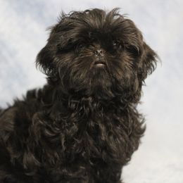 Shih Tzu Puppies from Autumn Breeze Shih Tzus and Friends