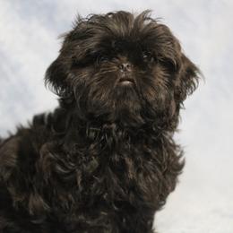 Shih Tzu Puppies from Autumn Breeze Shih Tzus and Friends