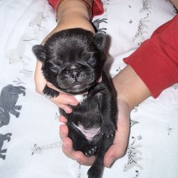 Ice Cream - Brindle female Pug puppy in Vader, Washington from Tanori Kennels