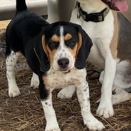 Raven - Beagle