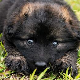 German Shepherd Puppies from Reign Land