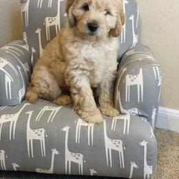 Australian Mountain Doodle, Bernedoodle, and Goldendoodle Puppies from Wynterwood Doodles