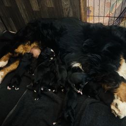 Male 1 - Black rust and white male Bernese Mountain Dog puppy in Harrisburg, North Carolina from Bunn Ranch Goldens & Bernese