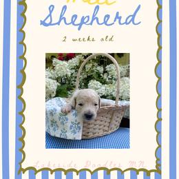Shepherd - Cream male Goldendoodle puppy in Carlton, Minnesota from Lakeside Doodles MN