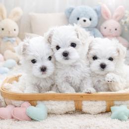 Maltese and Maltipoo Puppies from Chez Lexi Kennels