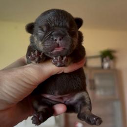 Cocoa and Tan Girl - Liver female French Bulldog puppy in Gulf Breeze, Florida from SW Frenchies