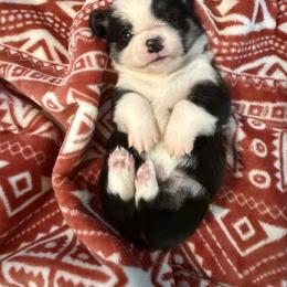Pembroke Welsh Corgi Puppies from S7 Corgis and Chaos