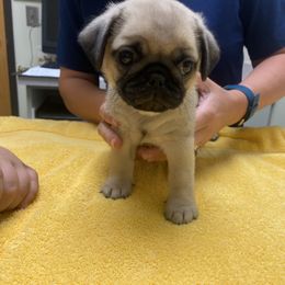 Pug Puppies from Cupid’s Pugs