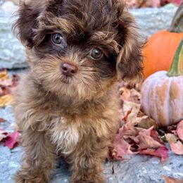 Barley - Brown female Shihpoo puppy in Howard City, Michigan from Petite Joie Puppies