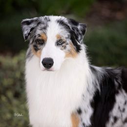 Elvis - Australian Shepherd