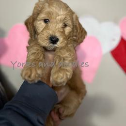 Goldendoodle Puppies from Yorks and doodles