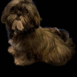 Gracelyn - Shih Tzu