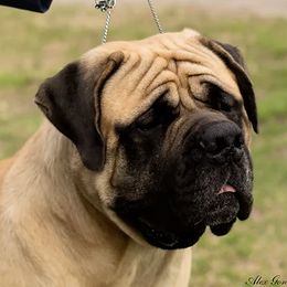 Mastiffs from Stone Gate Mastiffs