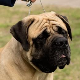 Mastiffs from Stone Gate Mastiffs