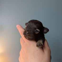 Fleetwood - Black and tan brindle male Havanese puppy in Zanesville, Ohio from Charlotte Landry