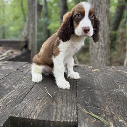 Lathan - Liver white and tan male English Springer Spaniel puppy in Comer, Georgia from Stratton Spaniels