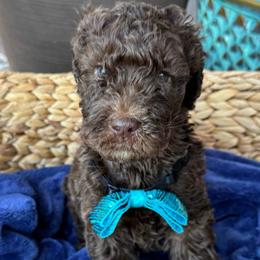 Jive - Chocolate male Goldendoodle puppy in Mc Kinney, Texas from Flair Doodles