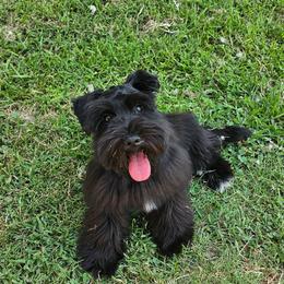 Rosie - Miniature Schnauzer