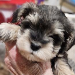 Orange Collar - Salt and pepper male Miniature Schnauzer puppy in Blountville, Tennessee from Maxwell House Schnauzers