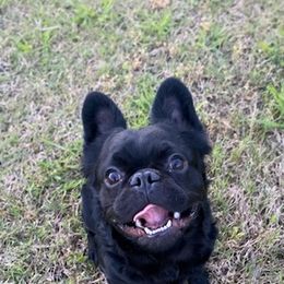 French Bulldogs from The Frenchie Manor
