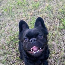 French Bulldogs from The Frenchie Manor