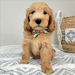 Patch - Apricot female Goldendoodle puppy in Temecula, California from Oodles O'Doodles