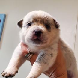 Plain face - Blue mottled female Australian Cattle Dog puppy in Lenoir, North Carolina from Blue Coyote Ranch
