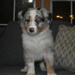 Sleep - Blue merle male Australian Shepherd puppy in Altmar, New York from E&C Australian Shepherds