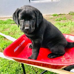 Labrador Retrievers from Merrick Road Labradors
