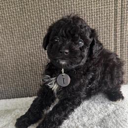 Male One - Black male Maltipoo puppy in Chariton, Iowa from Mia Lucky Home