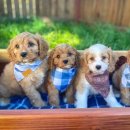 Cavapoos from Divinity Grace Cavapoos