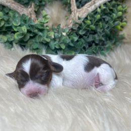 Bambi - Piebald female Dachshund puppy in Washburn, Tennessee from Clinch Mountain Dachshunds