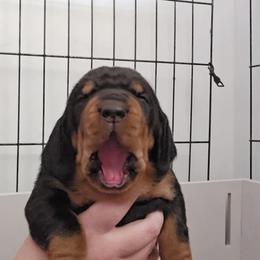 Black and Tan Coonhound Puppies from Summitt Black and Tans