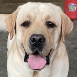 Toby - Labrador Retriever