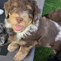 Woody - Chocolate merle male Bernedoodle puppy in Malden, Illinois from Doting Doodles