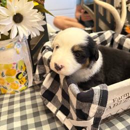 Maverick - White and black male Pembroke Welsh Corgi puppy in Atascadero, California from California Corgis and Kunes