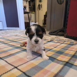 Marley (Girl 2) - Black tan and white female Biewer Terrier puppy in El Paso, Texas from De La Rosa Biewers