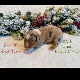 Uriah - Red merle female Miniature Australian Shepherd puppy in Midway, Texas from L Bar W Aussie Ranch